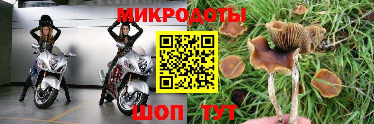 Псилоцибиновые грибы Cubensis Кропоткин